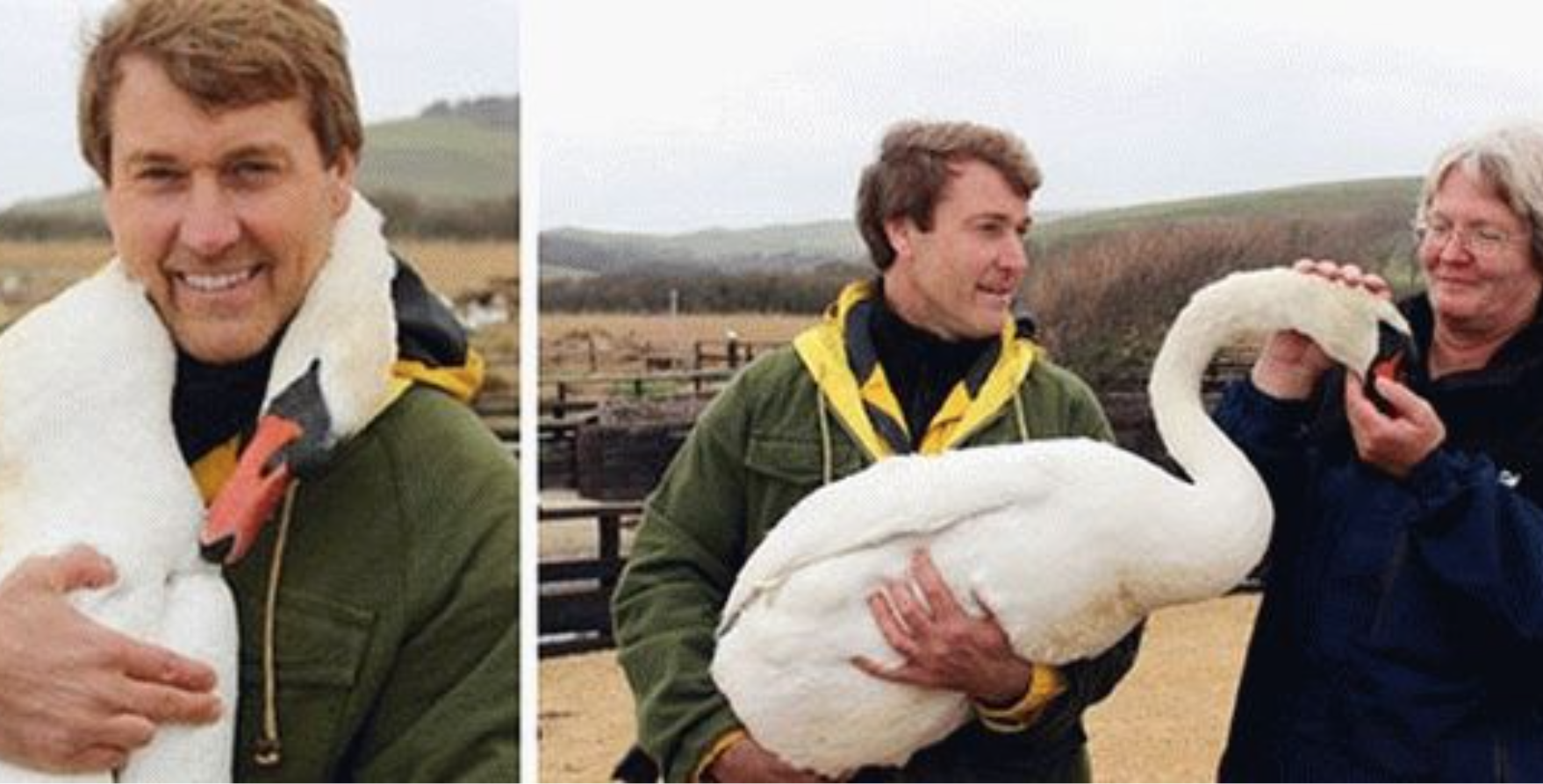 Цей хлопець врятував дикого лебедя і в подяку птах зробив те, що ніхто не очікував п0бачити