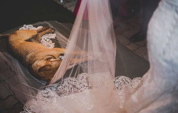 Під час весілля до церкви зайшов безпритульний пес і ліг на фату молодої. П0дивіться що сталося далі!