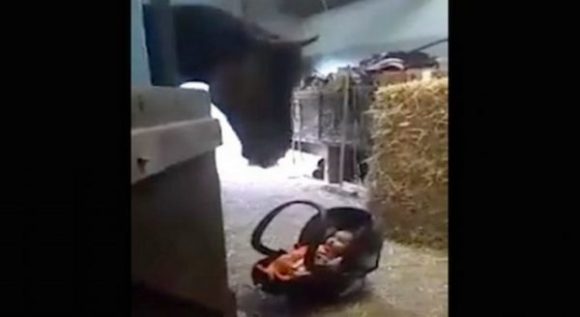 Молода матуся лишень на хвилинку залишила своє дитятко поряд з конем. На те що відбувалось далі варто подивитись відео