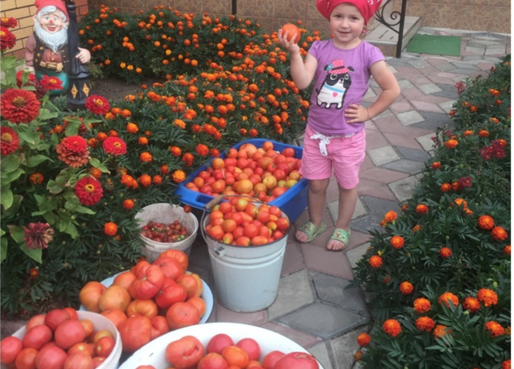 У бабусі в селі завжди величезний урожай помідорів. Незнаємо куди їх дівати. Хочу поділитися секретом з вами