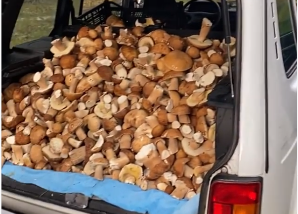 Такого не було багато років На Рівненщині назбирали цілий багажник грибів