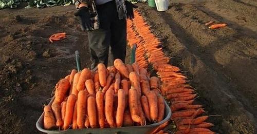 Щоб мати цього року такий врожай моркви, слід дотримуватися цих порад під час вирощування