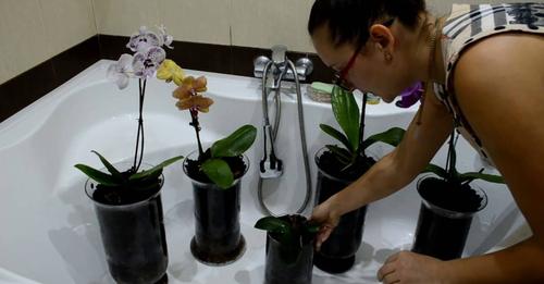 Головні правила поливу орхідеї, щоб вона гарно квітнула та мала здорове коріння