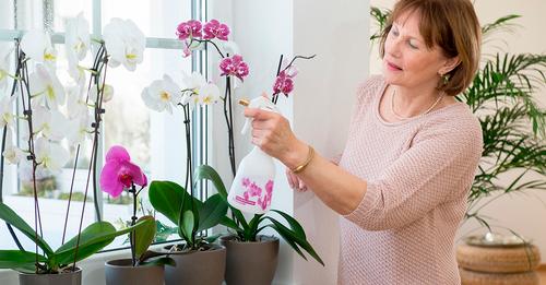 Догляд за орхідеєю у зимовий період. Чим підживити та як часто поливати