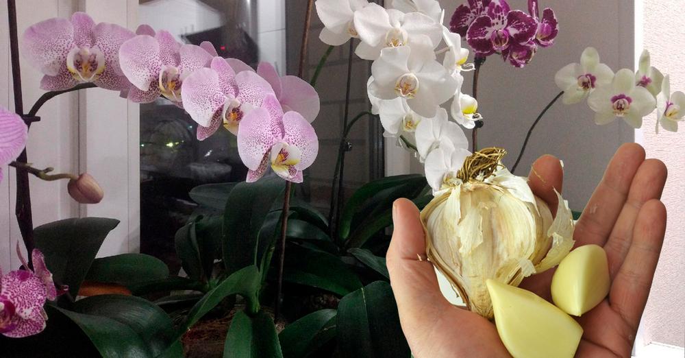 Підживлення з часнику, завдяки якому моя орхідея випустить відразу нові квітконоси
