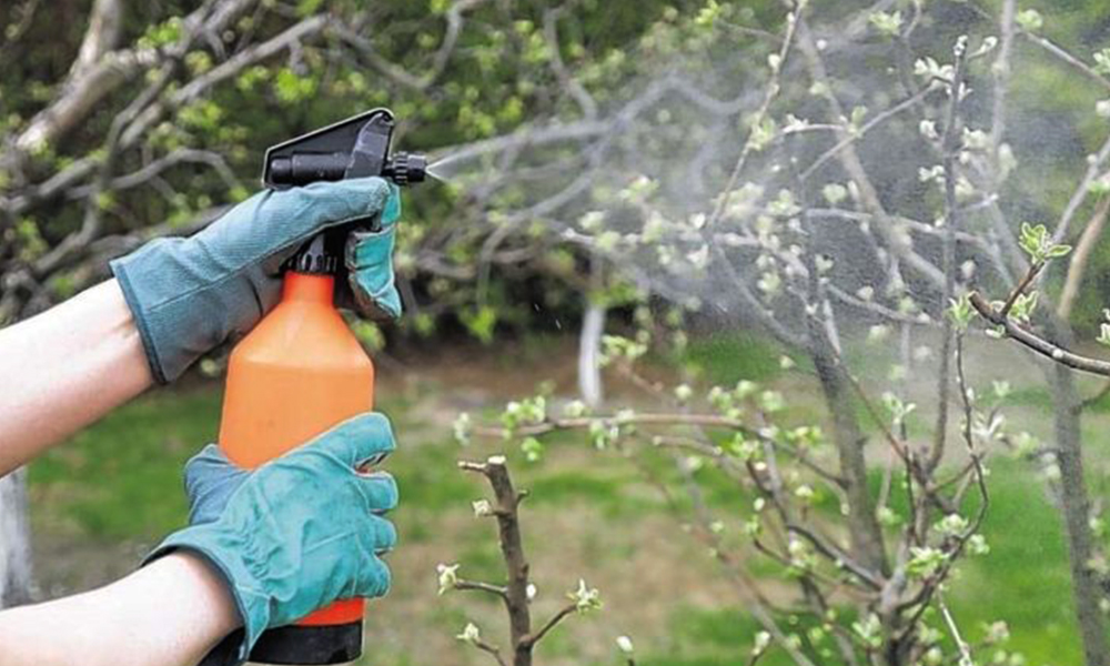 Як правильно обробляти дерева весною, щоб вберегти їх від хворіб та шкідників
