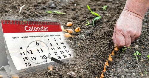 Посівний календар на квітень 2022 року. Що та коли краще садити, щоб мати гарний врожай