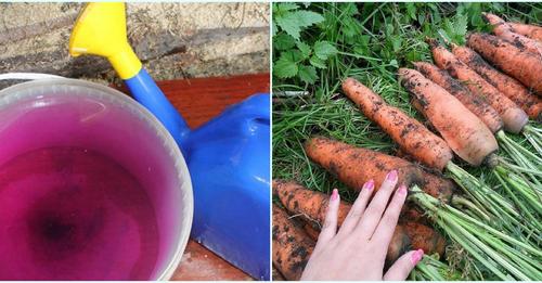 Як виростити гарну та здорову моркву. Чим удобряти та як захистити від шкідників