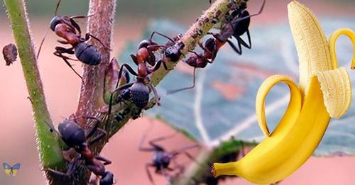 Як позбавити город від мурах за допомогою бананів. Простий та дієвий засіб