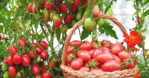 4 кращі сорти ранніх томатів для посадки на вашій грядці