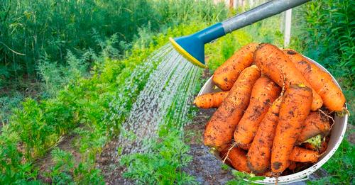 Всього два полива моркви цим розчином, захистять її від хвороб та шкідників