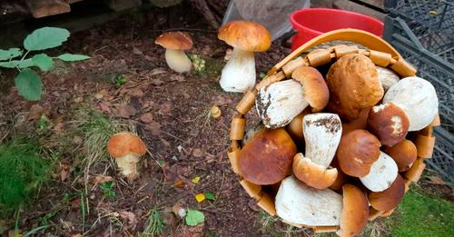 Два способи вирощування грибів у себе на подвір’ї. І в ліс не треба ходити