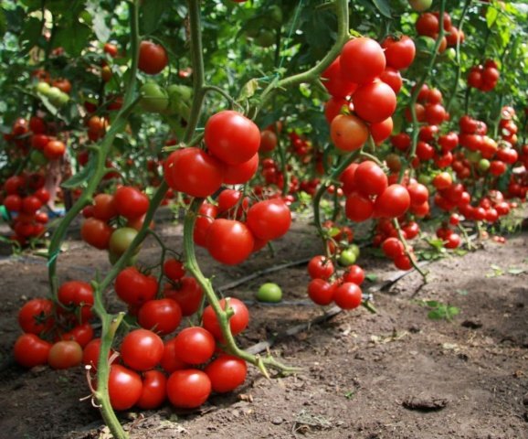 Чим потрібно окропити помідори під час цвітіння, щоб отримати багато плодів