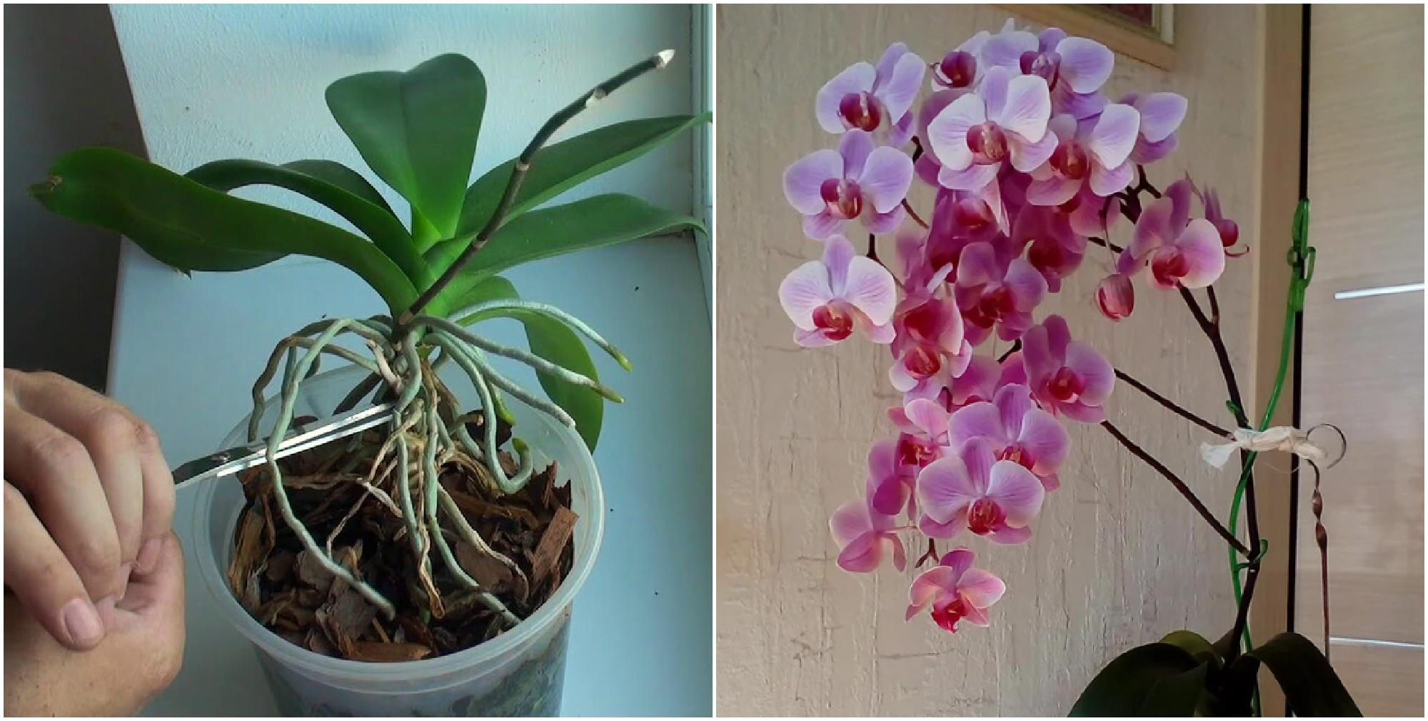 Як зробити так, щоб орхідеї безперервно цвіли. Секрети від досвідчених квіткарів