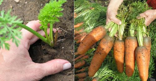 Кілька секретів, які допоможуть отримати гарний врожай моркви