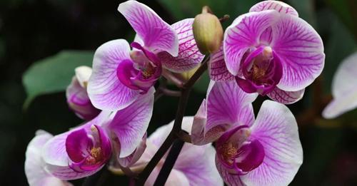 Одна чайна ложка цього засобу змусить орхідею пишно зацвісти: хитрість бувалих садівників