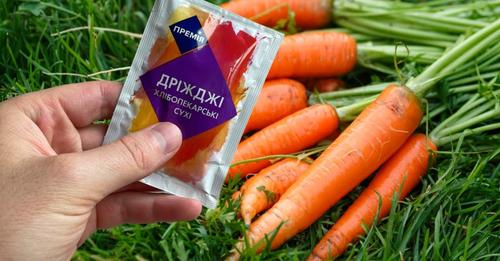 Чим підживити моркву в липні, щоб осінню збирати гарний врожай