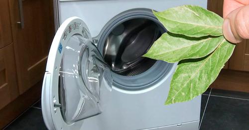 Для чого досвідчені господині кладуть лаврове листя у пральну машинку, та яка від цього користь
