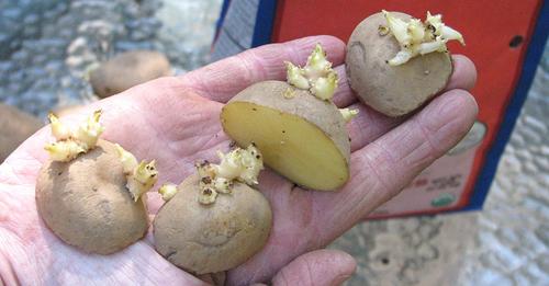 Пророщування картоплі навесні: що потрібно зробити, перед посадкою