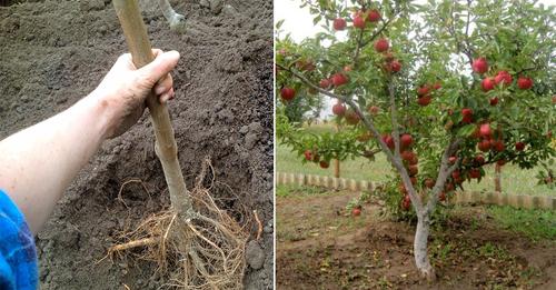 Як висаджувати яблуню весною, щоб швидко прижилась та почала рости